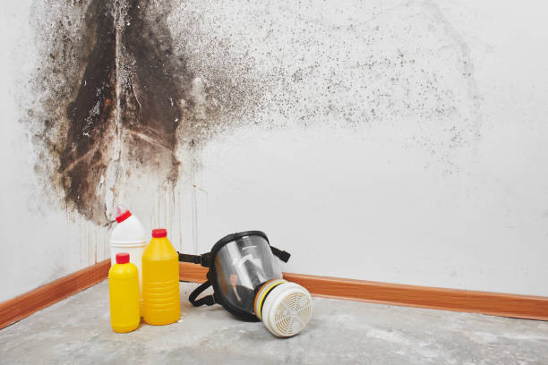 Best Local Mold Removal Service  in Vinton, VA