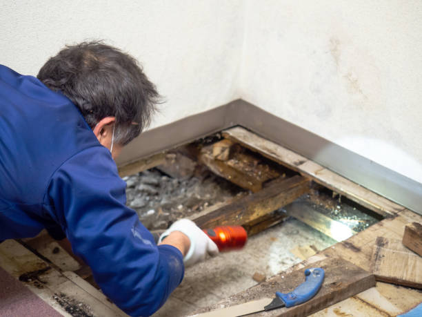 Best Local Mold Removal Service  in Vinton, VA