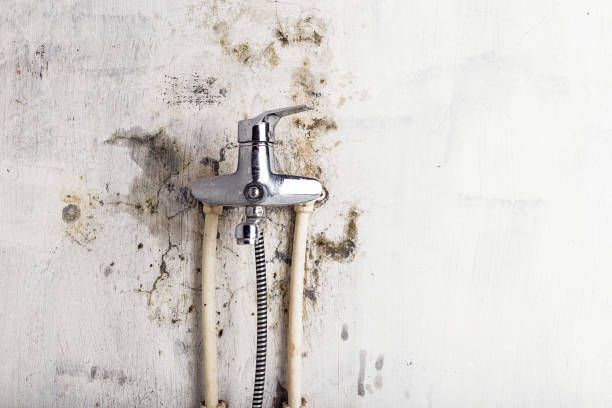 Best Professional Mold Removal  in Vinton, VA