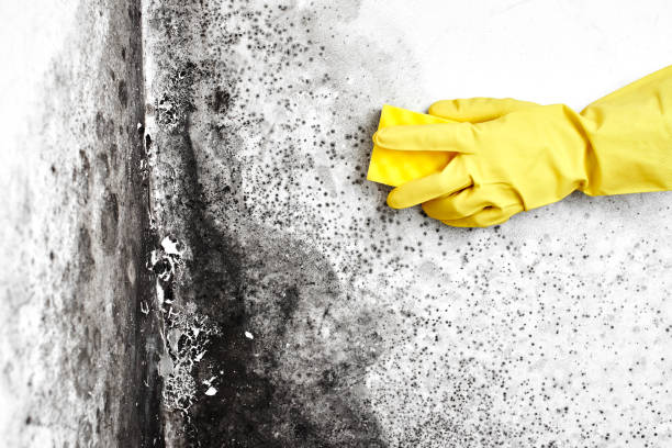 Best Mold Testing  in Vinton, VA
