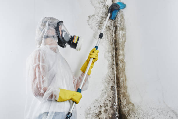 Best Home Mold Removal  in Vinton, VA
