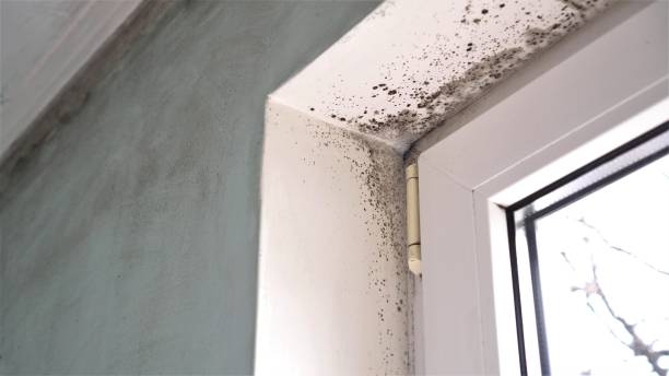 Mold Removal and Inspection in Vinton, VA