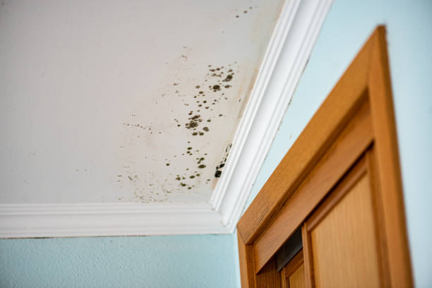 Best Crawl Space Mold Removal  in Vinton, VA
