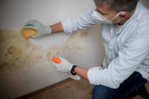 Best Fast Mold Removal  in Vinton, VA