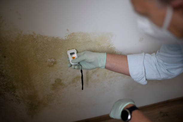 Best Best Mold Removal Companies  in Vinton, VA
