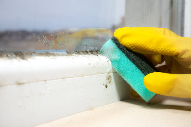 Best Mold Removal Near Me  in Vinton, VA