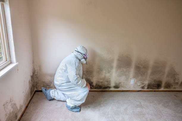 Best Same-Day Mold Removal  in Vinton, VA