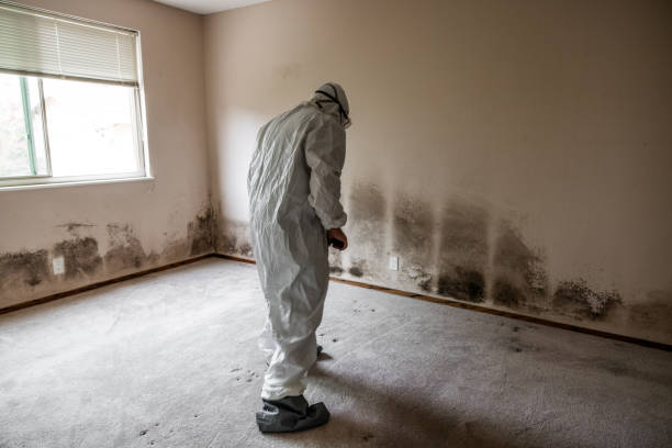 Best Residential Mold Removal  in Vinton, VA