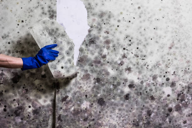 Reliable Vinton, VA Mold Removal Solutions