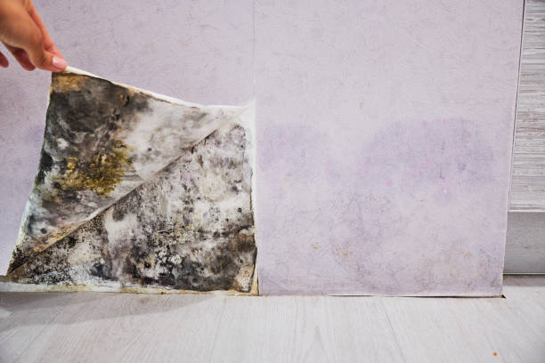 Best Mold Removal Company Near Me  in Vinton, VA